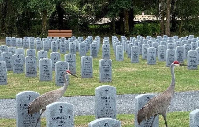 Sandhill Cranes at Florida National Cemetery, Bushnell