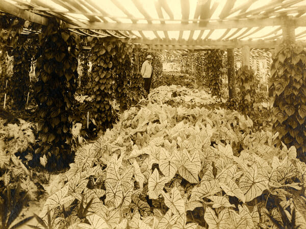 Nehrling Gardens, Dr. Nehrling