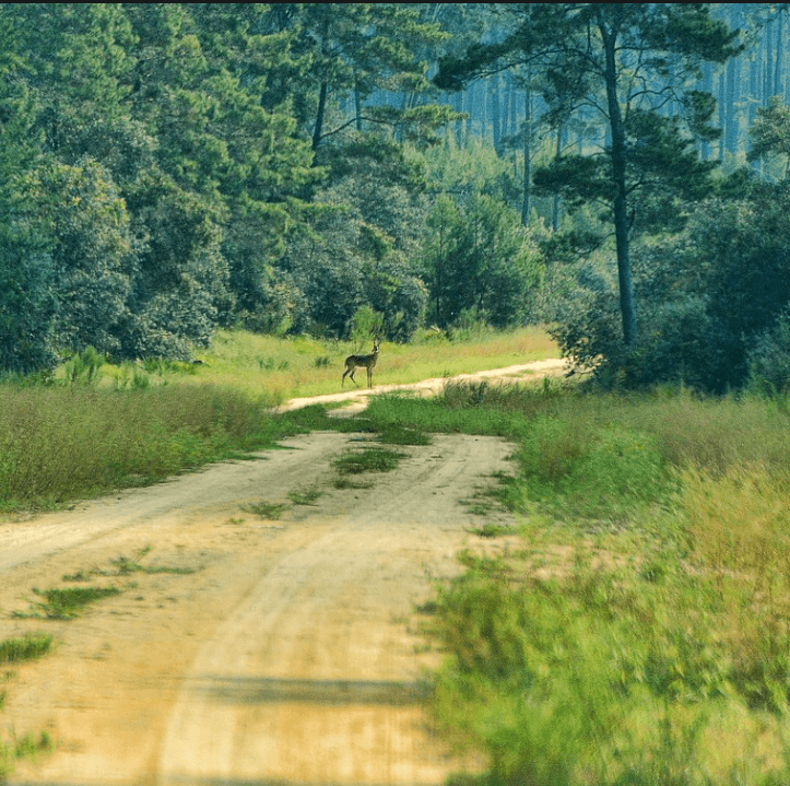 Ocala National Forest Deer in Road