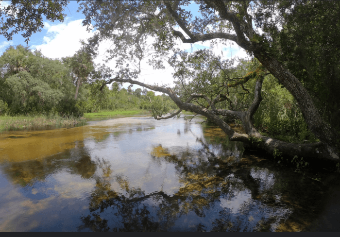 Ocala National Forest Juniper Springs Run Ocala National Forest Juniper Springs Run