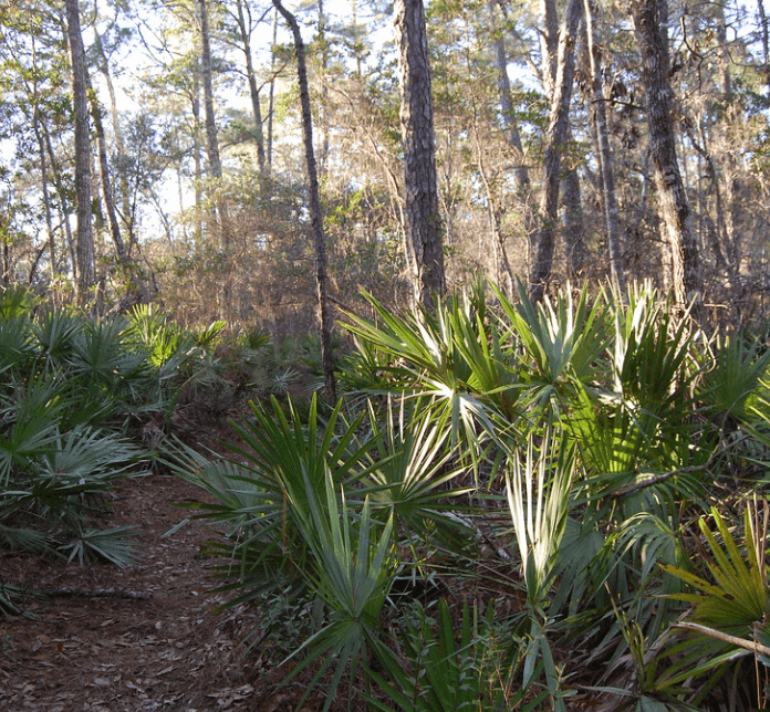Ocala National Forest Woods