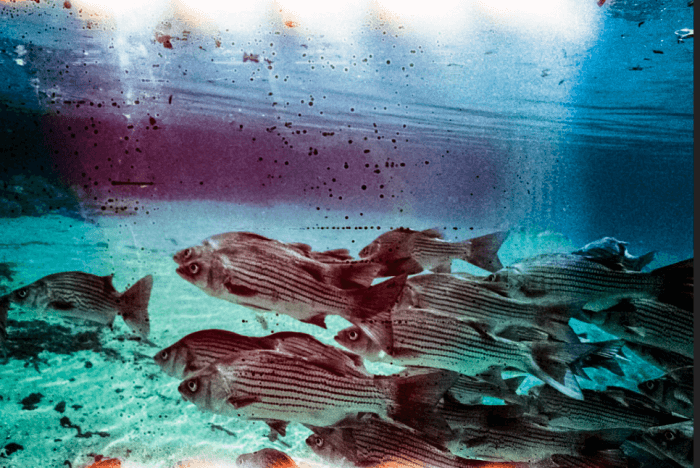 Ocala National Forest Silver Glen Fish