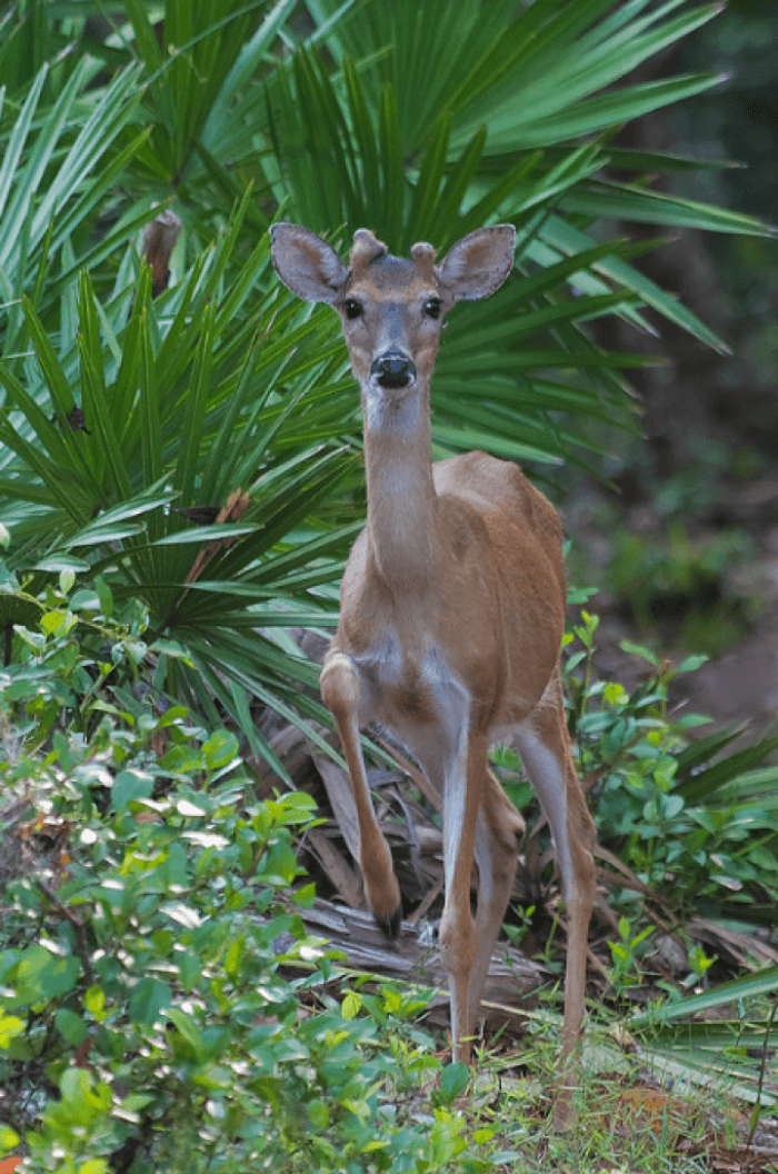 Ocala National Forest Young Buck Deer
