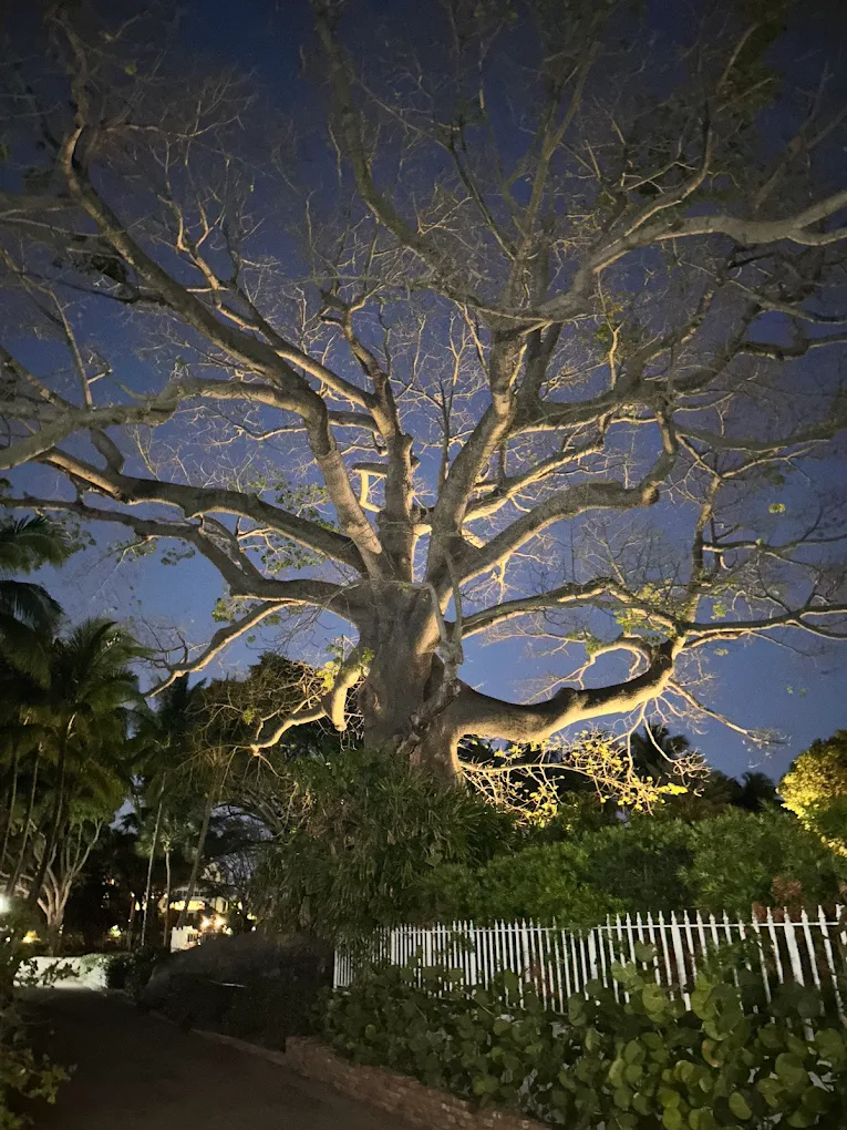 Palm Beach Historic Kapok Tree