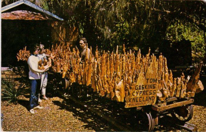 Tom Gaskins Cypress Knee Museum Display