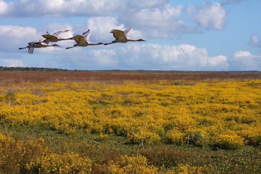 Paynes Prairie Birds in Flight