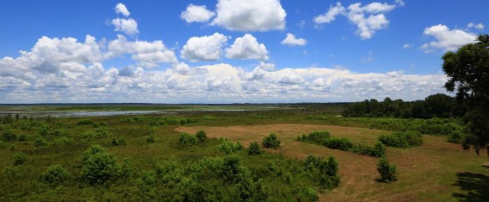 Paynes Prairie