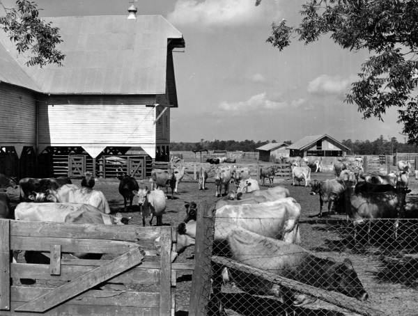 Cattle at Penney Farms, Florida