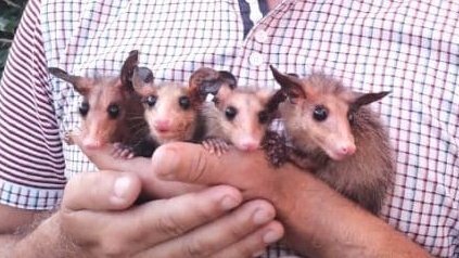Wausau Possum Babies