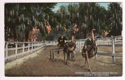 Florida Ostrich Farm