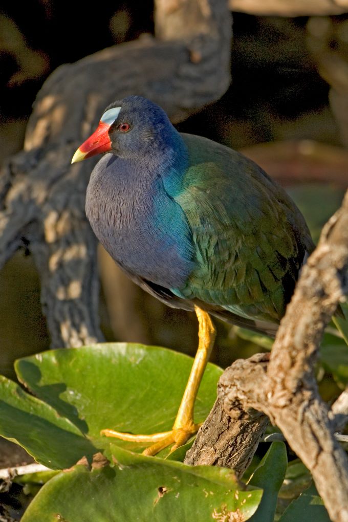 Purple Gallinule