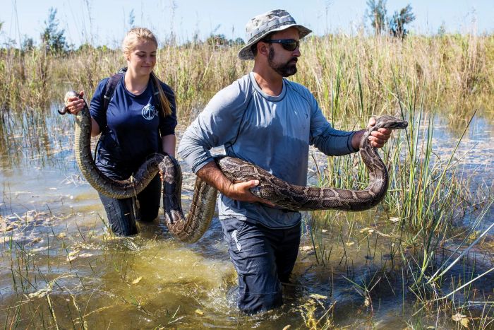 Python Hunters Smithsonian