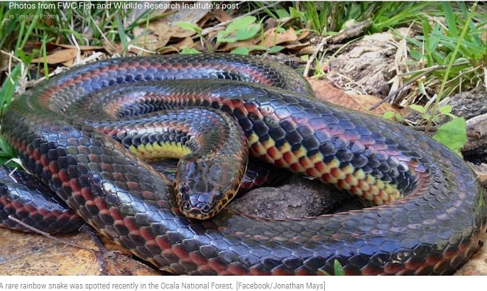 Florida Snakes Are Usually Harmless Usually