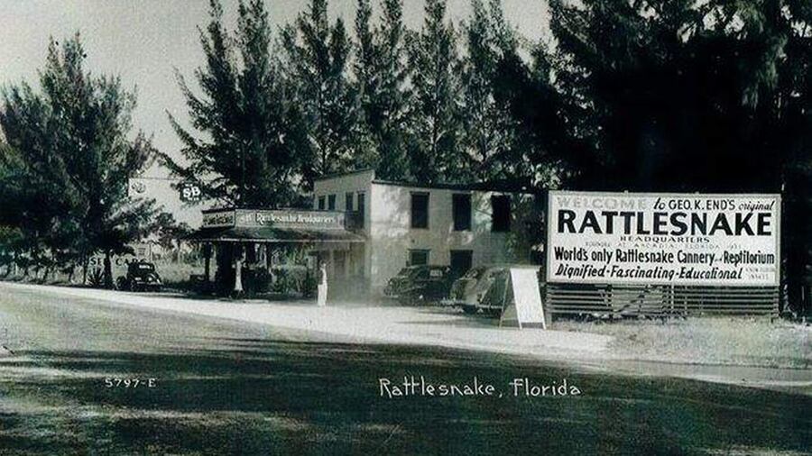 Rattlesnake Florida Vintage