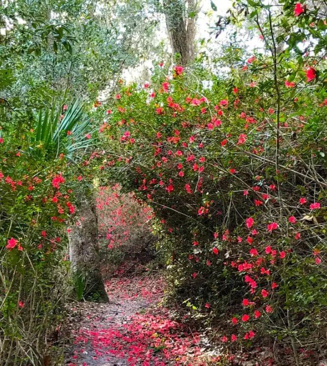 Ravine Gardens Azaleas Ravine Gardens Azaleas