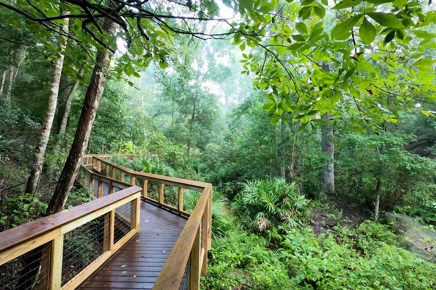 Ravine Trail at Mike Roess Gold Head Branch State Park