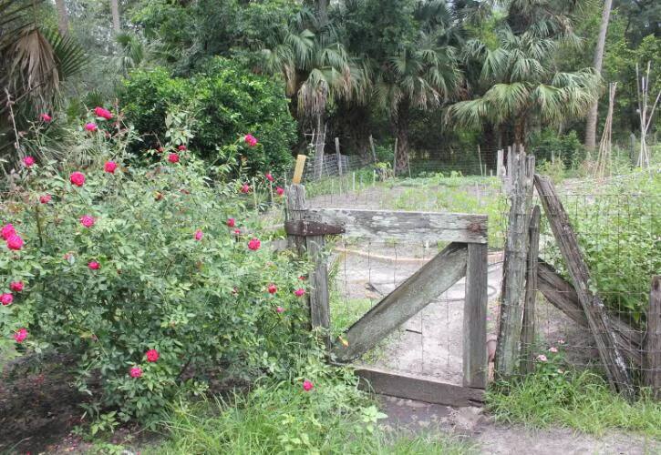 Farmyard Gate at Marjorie Kinnan Rawlings Historic State Park