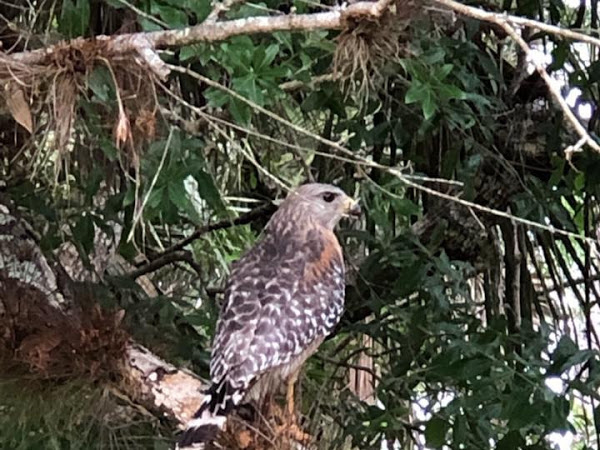 Red Shouldered Hawk