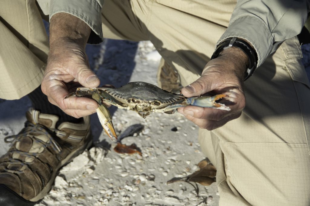 Crab at Rookery Bay