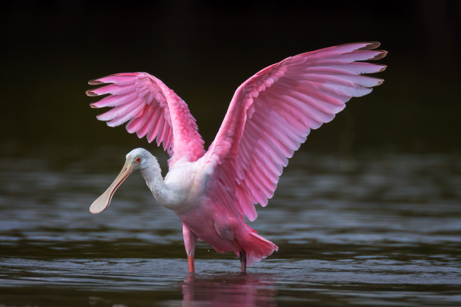 Roseate Spoonbill