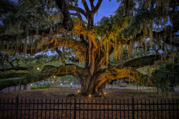 Lovers Oak in Safety Harbor Lovers Oak in Safety Harbor