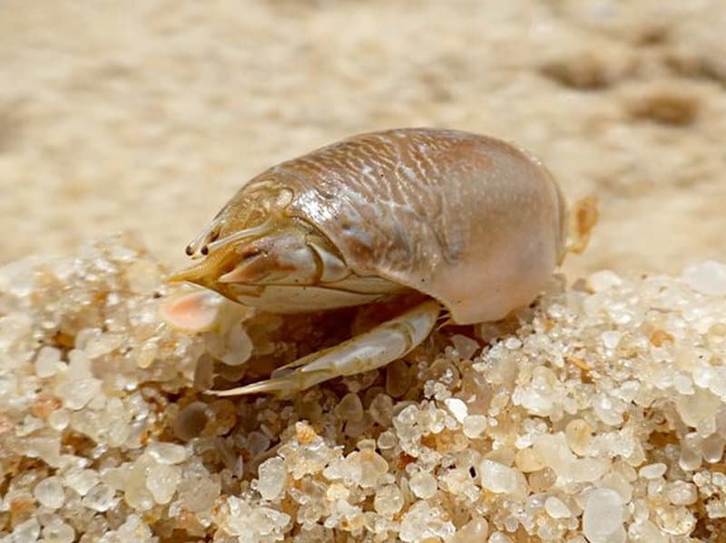 Sand Crab