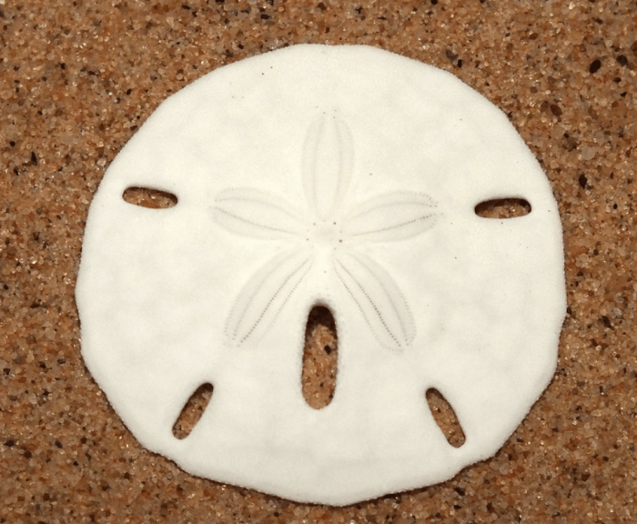 Sand Dollar 