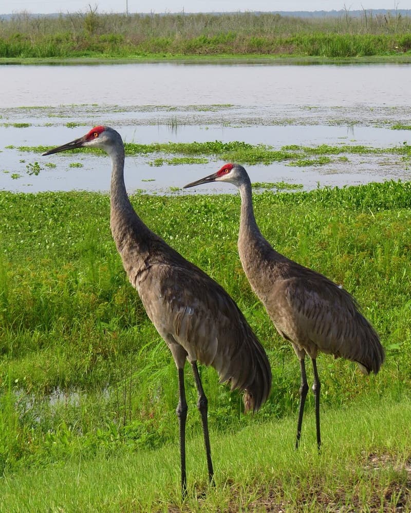 Sandhill Cranes