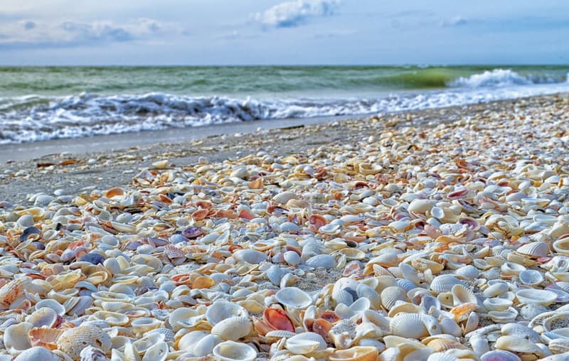 Sanibel Island Sea Shell Beach