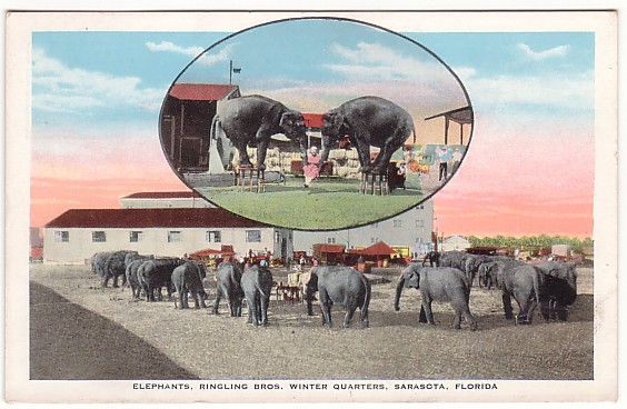 Vintage Postcard Ringling Brothers Winter Quarters Vintage Postcard Ringling Brothers Winter Quarters