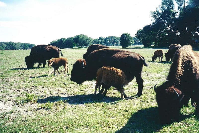 Harold Schwartz's Buffalo Herd