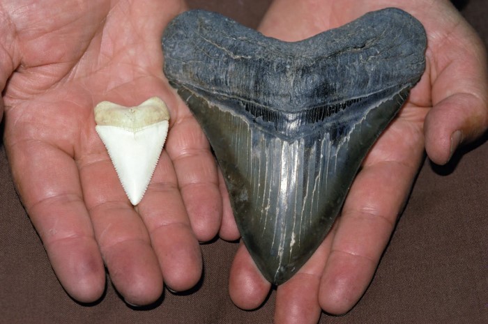 Shark Teeth Great White and Megadolon
