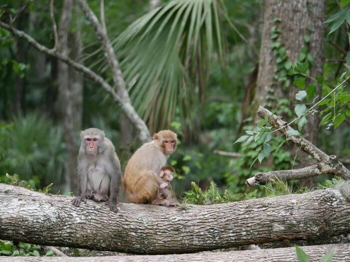 Silver Springs Monkeys