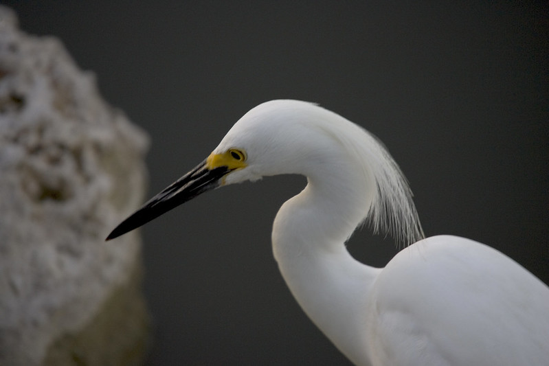 Snowy Egret