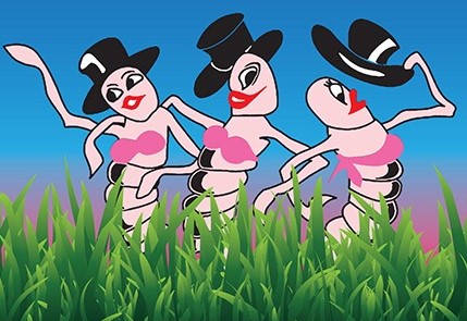 Sopchoppy Worms Dancing