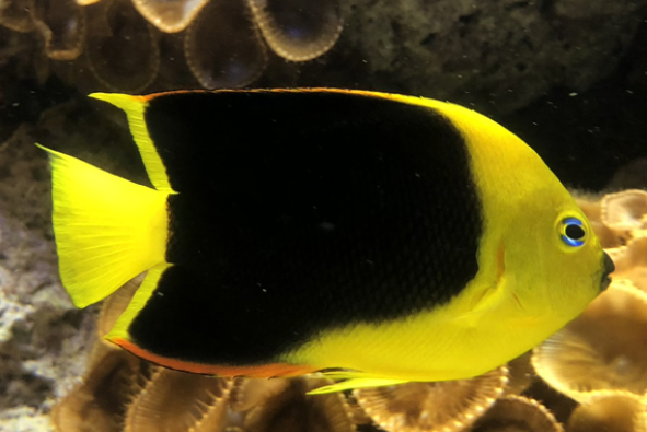 Tropical Fish at St. Lucie Aquarium