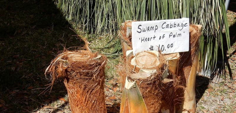 Swamp Cabbage Festival, LaBelle, Florida