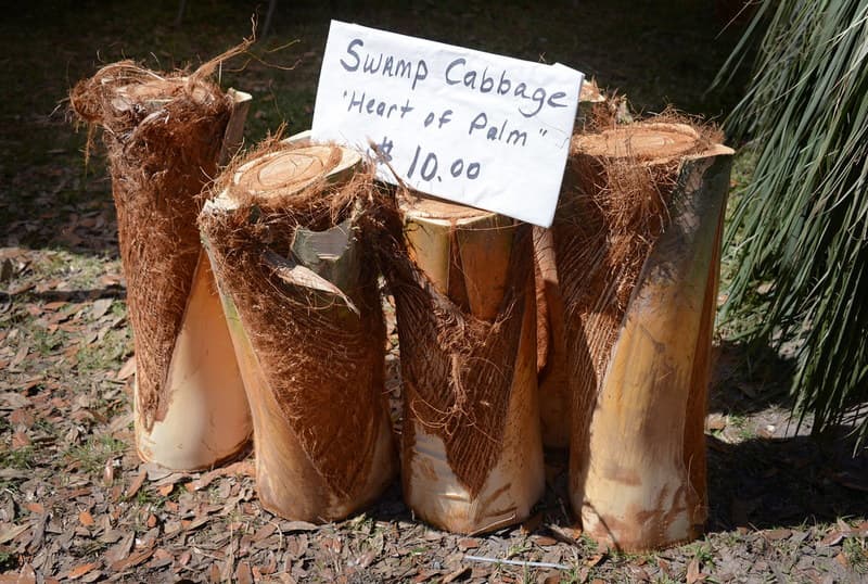 Swamp Cabbage for Sale in LaBelle, Florida