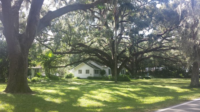 Tangerine Sloewood Drive