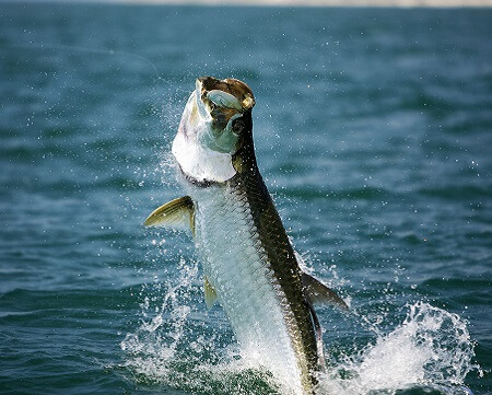Tarpon
