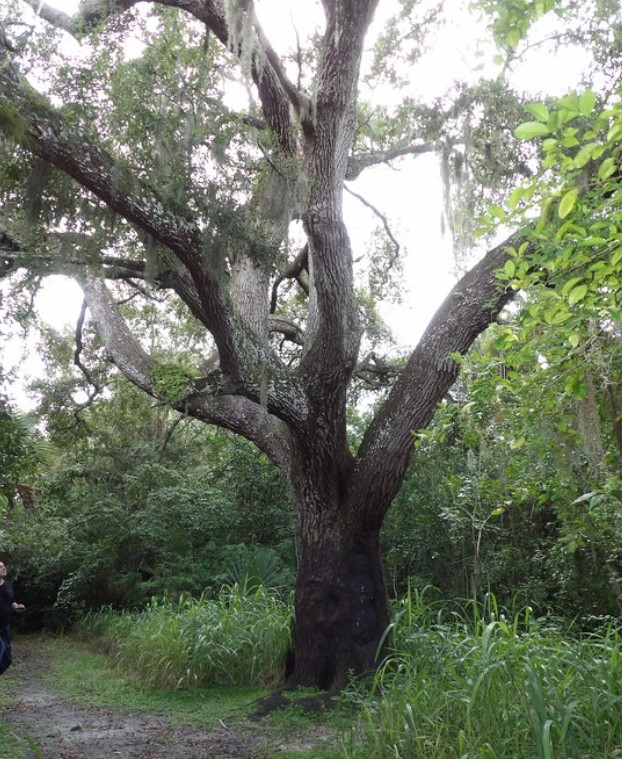 The Devils Tree The Devils Tree
