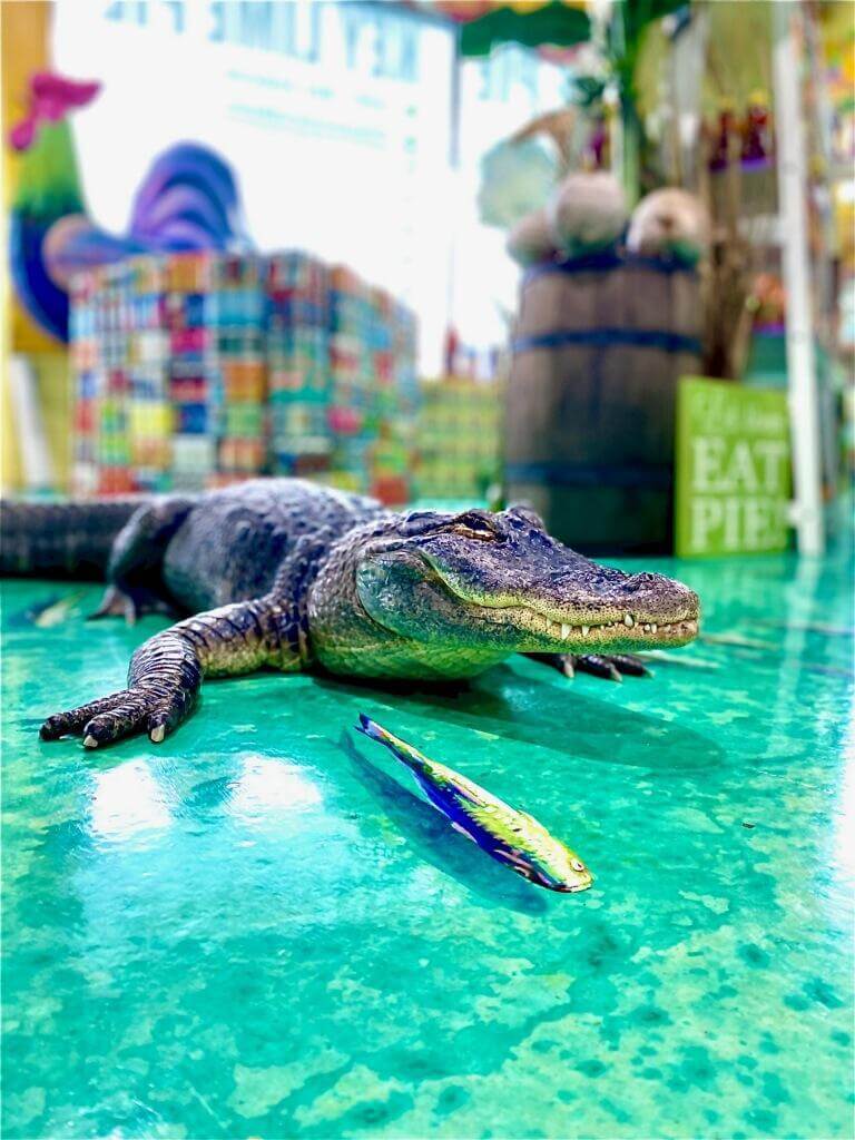Sweetie the Alligator
