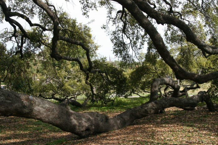 Treaty Oak Limb Touching Ground