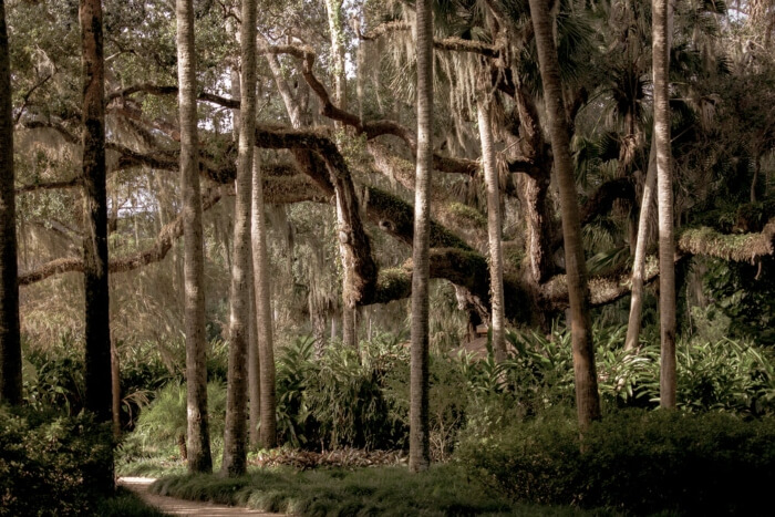 Washinton Oaks Heavy Woods