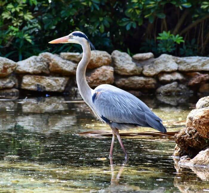 Great Blue Heron, Washington Oaks State Park