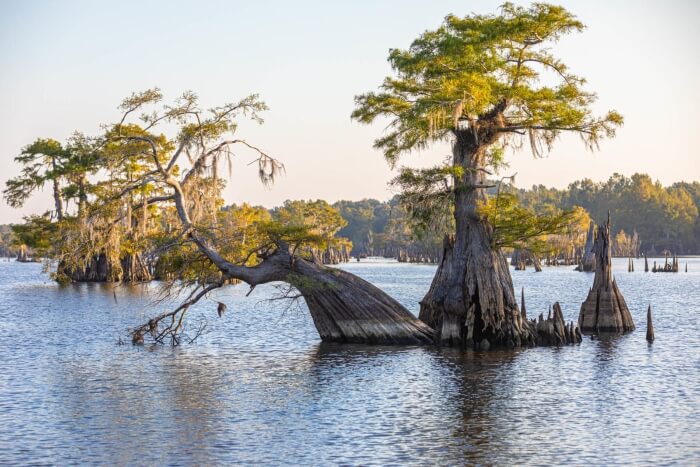 Wewahitchka Dead lakes 1 Wewahitchka Dead lakes 1