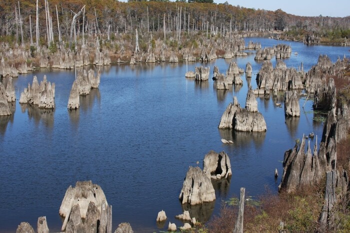 Wewahitchka Dead Lakes 3
