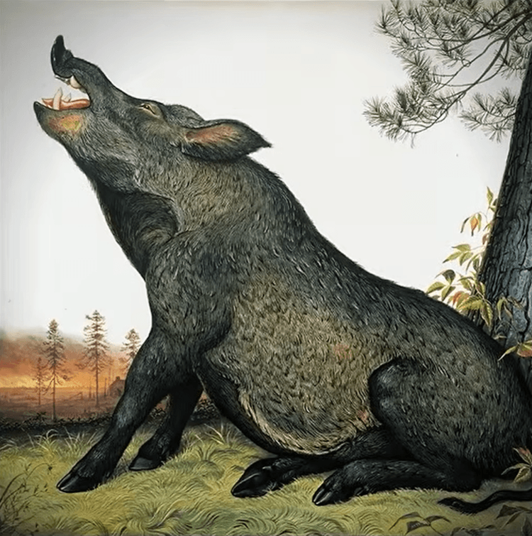 Wild Hog Art