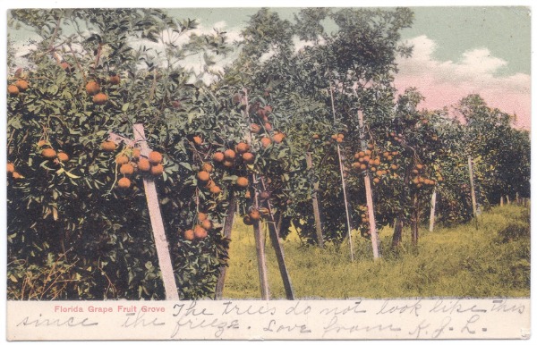 Vintage Postcard of Windermere Grove