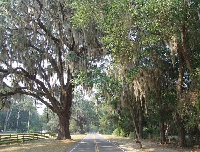 Road Through Windsor, Florida
